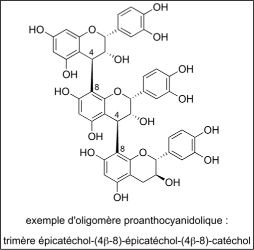 Fichier:Groupe 4-Oligomère.png