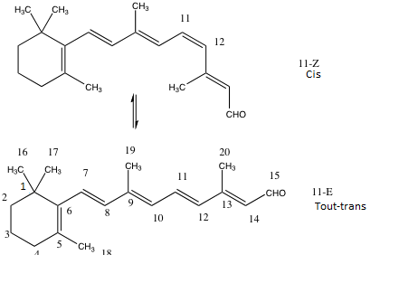 Fichier:Groupe 1-Rétinal.png