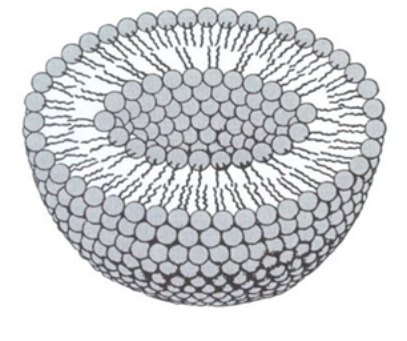 Fichier:Groupe 10-Liposome.png