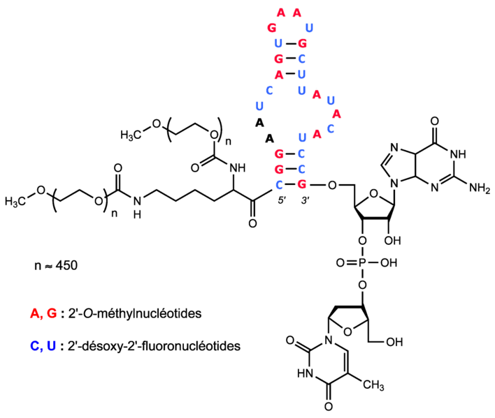 Fichier:Groupe 1bis-Pégaptanib.png