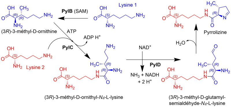 Fichier:Groupe 22-Pyrrolysine.png